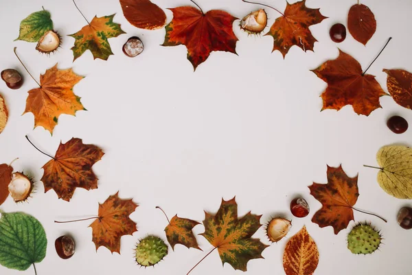 Autumn frame made of leaves on white background, copy space. Flat lay, top view. Autumn, fall, thanksgiving day concept