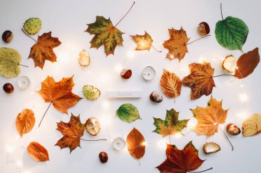Sonbahar kompozisyonu. Beyaz arka planda orman malzemeleri. Ekim ayının düzlüklerinde, kırsal tarzda. Üst görünüm, boşluğu kopyala. Çiçek tasarımı