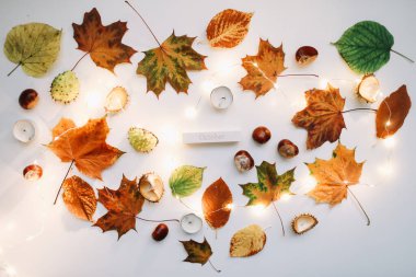 Sonbahar kompozisyonu. Beyaz arka planda orman malzemeleri. Ekim ayının düzlüklerinde, kırsal tarzda. Üst görünüm, boşluğu kopyala. Çiçek tasarımı