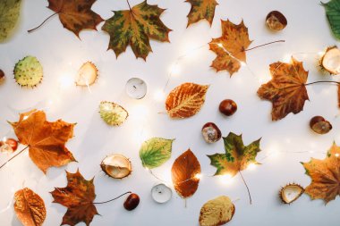 Sonbahar kompozisyonu. Beyaz arka planda orman malzemeleri. Ekim ayının düzlüklerinde, kırsal tarzda. Üst görünüm, boşluğu kopyala. Çiçek tasarımı