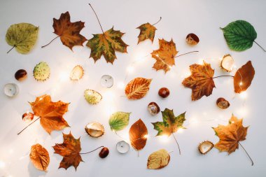 Sonbahar kompozisyonu. Beyaz arka planda orman malzemeleri. Ekim ayının düzlüklerinde, kırsal tarzda. Üst görünüm, boşluğu kopyala. Çiçek tasarımı