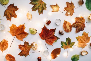 Sonbahar kompozisyonu. Beyaz arka planda orman malzemeleri. Ekim ayının düzlüklerinde, kırsal tarzda. Üst görünüm, boşluğu kopyala. Çiçek tasarımı