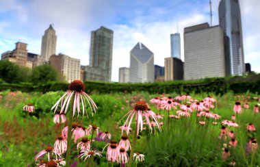 Chicago manzarası Lurie bahçesinden.