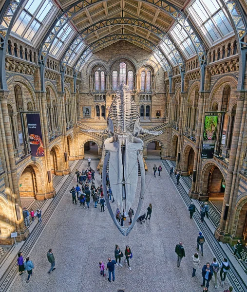 Londres Royaume Uni Avril 2019 Intérieur Musée Histoire Naturelle Squelette — Photo