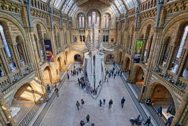 London Великобритания April 2019 Interior Natural History Museum Whale Skeleton — стоковое фото