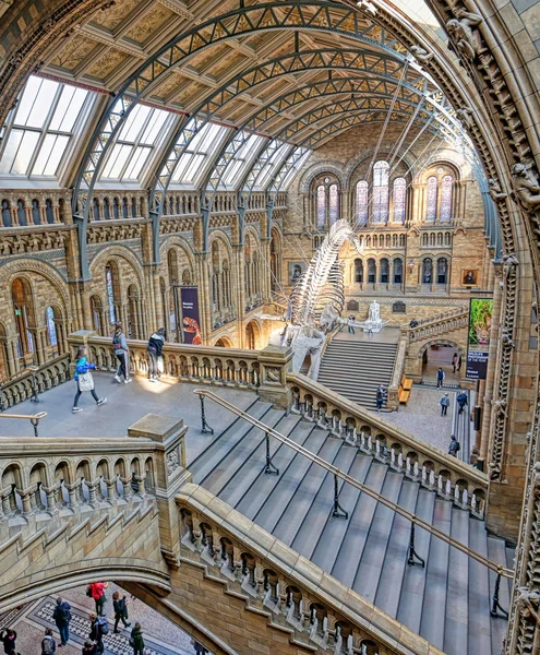 London United Kingdom April 2019 Interior Natural History Museum Whale — Stock Photo, Image