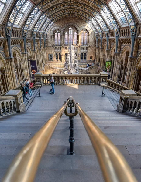 London Великобритания April 2019 Interior Natural History Museum Whale Skeleton — стоковое фото