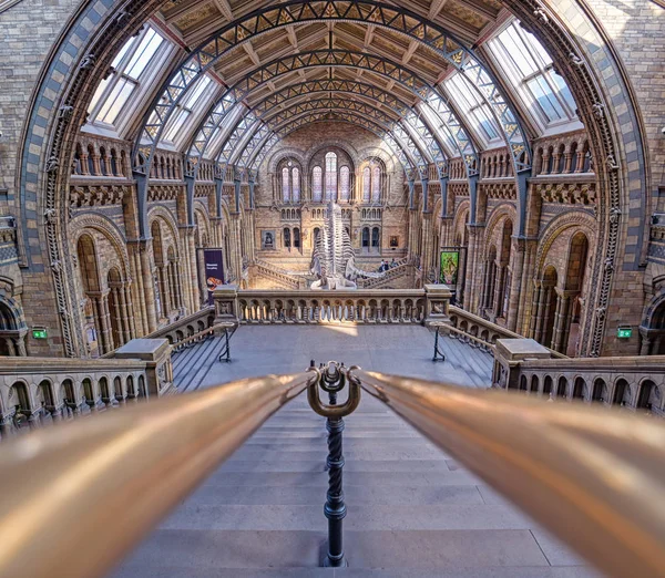 Londres Royaume Uni Avril 2019 Intérieur Musée Histoire Naturelle Squelette — Photo