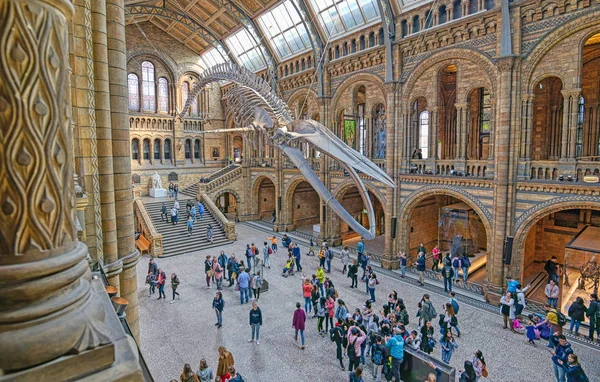 Londres Royaume Uni Avril 2019 Intérieur Musée Histoire Naturelle Squelette — Photo