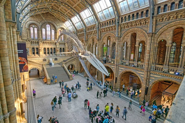 ロンドン イギリス 2019年4月17日 ロンドンの自然史博物館とクジラの骨格の内部 イギリス — ストック写真