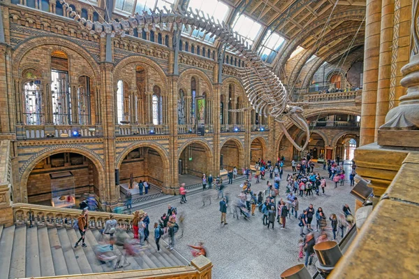 Londres Royaume Uni Avril 2019 Intérieur Musée Histoire Naturelle Squelette — Photo