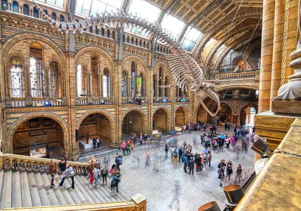 ロンドン イギリス 2019年4月17日 ロンドンの自然史博物館とクジラの骨格の内部 イギリス — ストック写真