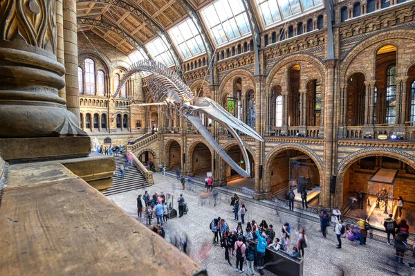 Londres Royaume Uni Avril 2019 Intérieur Musée Histoire Naturelle Squelette — Photo