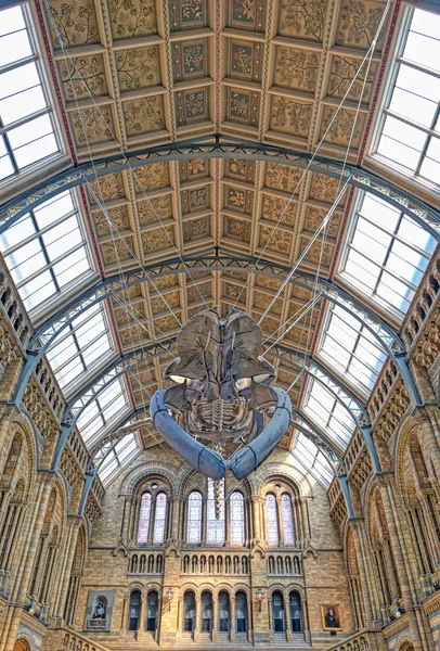 Londres Royaume Uni Avril 2019 Intérieur Musée Histoire Naturelle Squelette — Photo