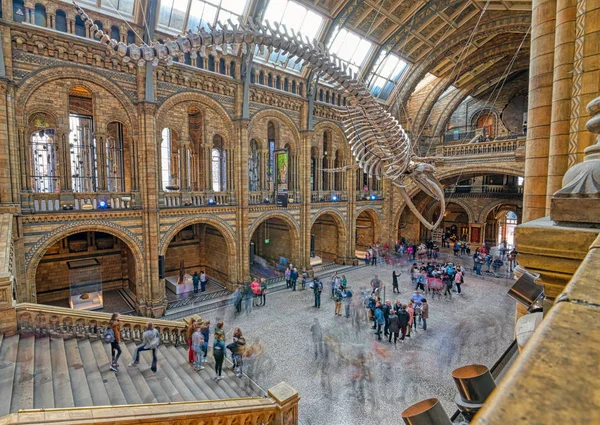 London Великобритания April 2019 Interior Natural History Museum Whale Skeleton — стоковое фото