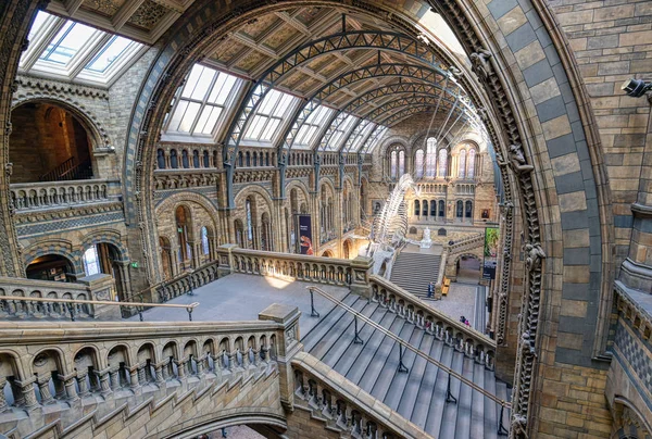 London United Kingdom April 2019 Interior Natural History Museum Whale Royalty Free Stock Images