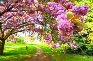 Hyde Park 'ta bahar merkezi Londra' da..