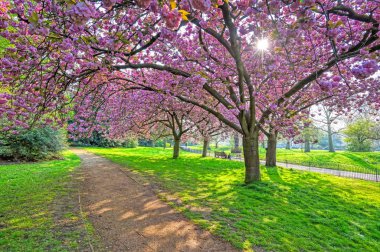Hyde Park 'ta bahar merkezi Londra' da..