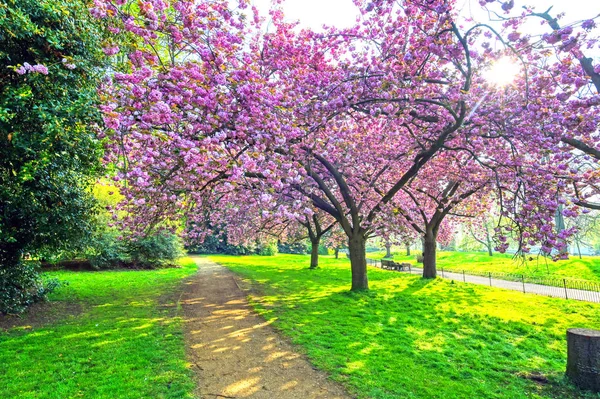 Wiosna Hyde Parku Centrum Londynu Wielka Brytania — Zdjęcie stockowe