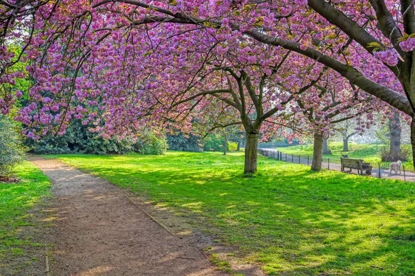Spring Hyde Park Located Central London — Stock Photo, Image