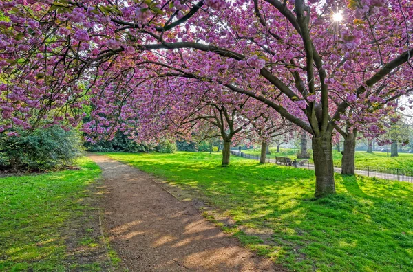 Spring Hyde Park Located Central London — Stock Photo, Image