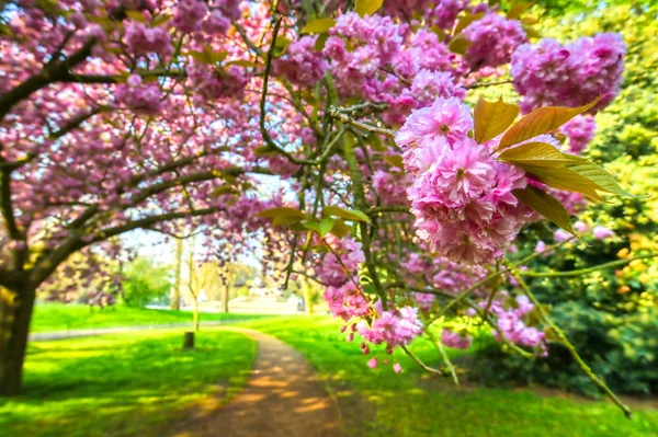 Primavera Hyde Park Localizado Centro Londres Reino Unido — Fotografia de Stock