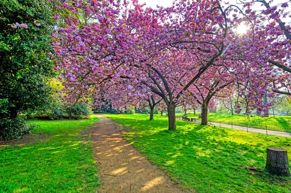 Primavera Hyde Park Localizado Centro Londres Reino Unido — Fotografia de Stock