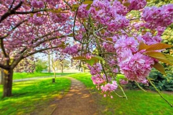 Primavera Hyde Park Localizado Centro Londres Reino Unido — Fotografia de Stock