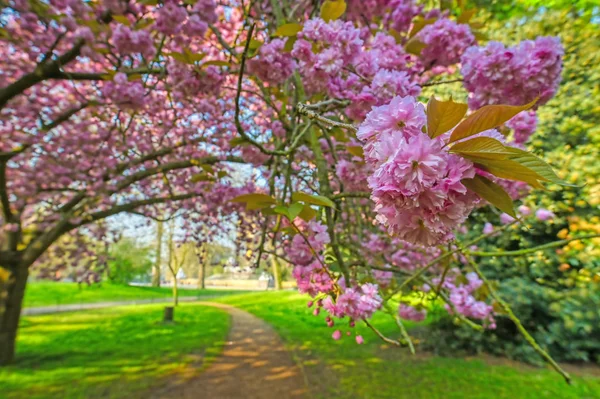 Primavera Hyde Park Localizado Centro Londres Reino Unido — Fotografia de Stock