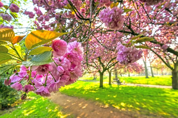 Primavera Hyde Park Localizado Centro Londres Reino Unido — Fotografia de Stock