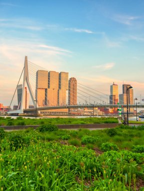 Rotterdam, Hollanda'nın kuzey ve güney kısımlarını birbirine bağlayan Erasmusbrug'un (Erasmus Köprüsü) görünümü.