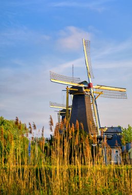 Rotterdam Kralingen Gölü'nde bulunan tarihi yel değirmenleri, Hollanda.