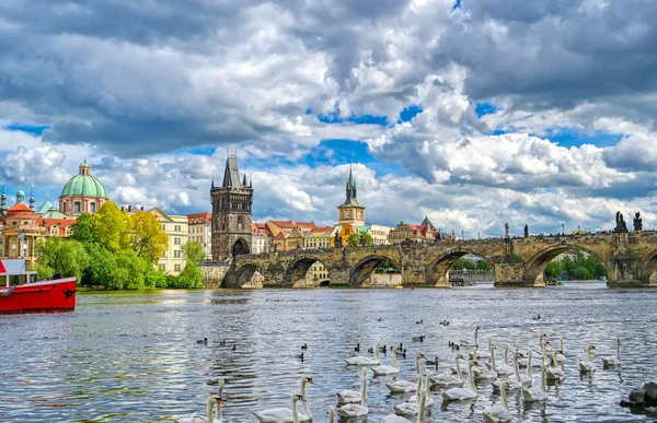 View Old Town Prague Charles Bridge Vltava River Filled Swans — Stock Photo, Image