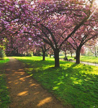 Hyde Park 'ta bahar merkezi Londra' da..