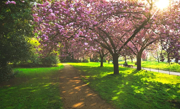 Spring Hyde Park Located Central London — Stock Photo, Image