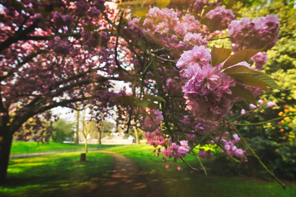 Primavera Hyde Park Localizado Centro Londres Reino Unido — Fotografia de Stock