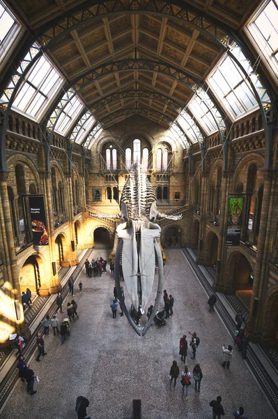 Londres Royaume Uni Avril 2019 Hall Central Musée Histoire Naturelle — Photo