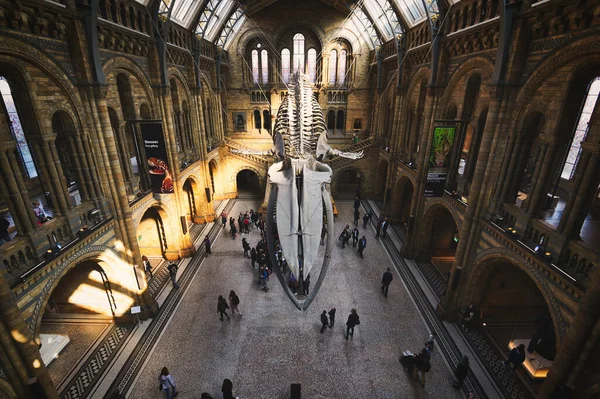 London Großbritannien April 2019 Die Zentrale Halle Des Natural History — Stockfoto