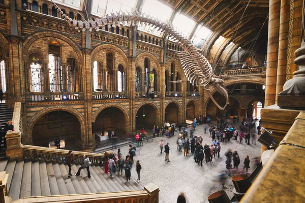 London Großbritannien April 2019 Die Zentrale Halle Des Natural History — Stockfoto