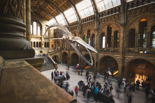 Лондон Великобритания Апреля 2019 Года Центральный Зал Музея Естественной Истории — стоковое фото