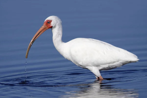 White Ibis Eudocimus albus wading in blue water