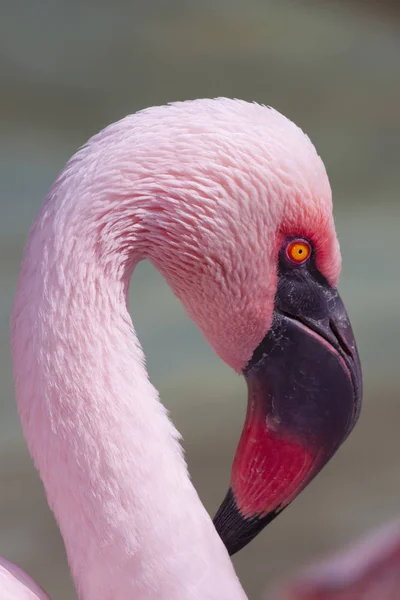 Flamingo Chileno Close Cabeça — Fotografia de Stock