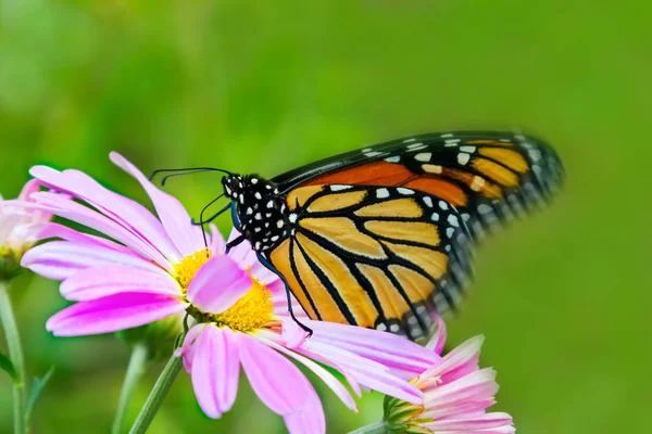 Monarch Butterfly Roze Kosmos Bloem Zomer — Stockfoto