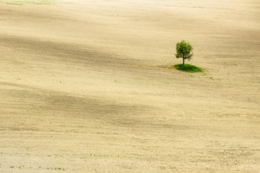 Val di Orcia Pienza yakınındaki Toskana yalnız ağaç 