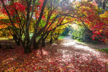 parkta sonbahar renkleri