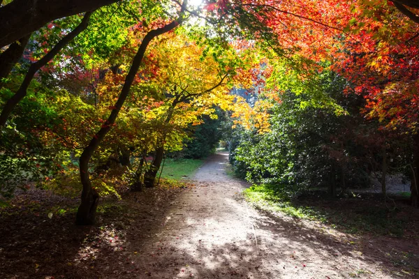 Kolory Jesieni Parku — Zdjęcie stockowe