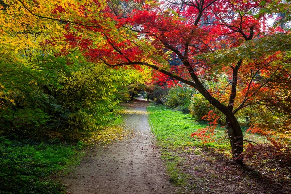 Kolory Jesieni Parku — Zdjęcie stockowe