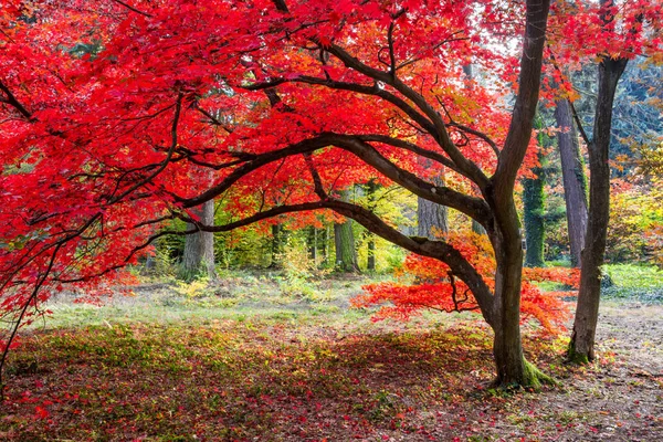 Cores Outono Parque — Fotografia de Stock