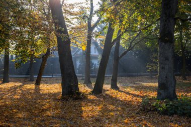 Gölgeler güneş ışınları ve sonbahar renkleri Park