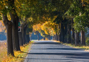 Sonbahar sokakta kayın